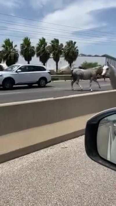 When your horses get loose