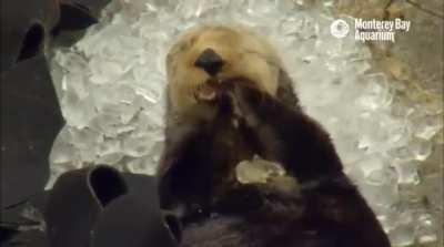 Sea otter getting a brain freeze