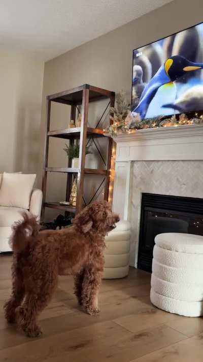 Is it okay that my dog goes crazy like this?