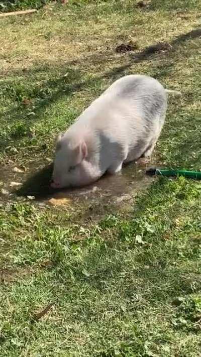 Penny blowing bubbles underwater 🐷❤️🥰