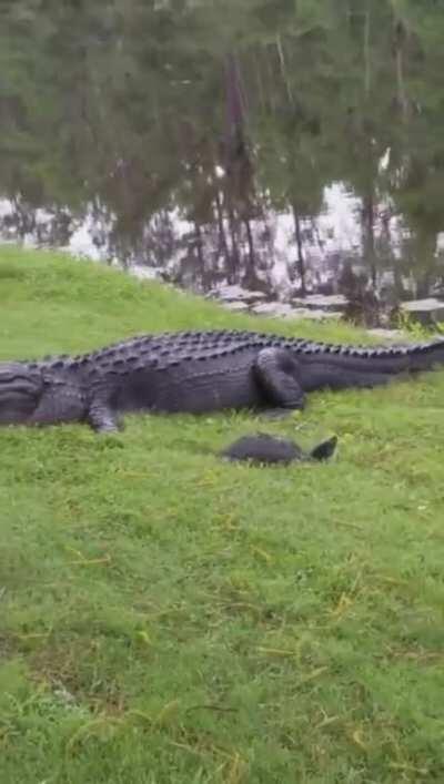 Слабак. Найду крокодила посильнее