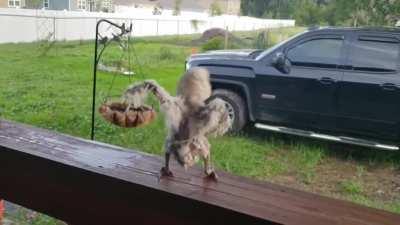[103/103] Cockatoo Goes Hard (Ozzy Osbourne, Griff The Cockatoo)