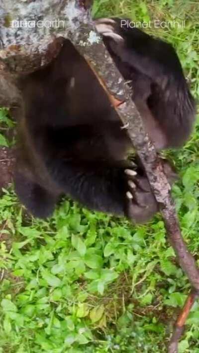 Bears rub on trees like this to help them shed their winter coats.