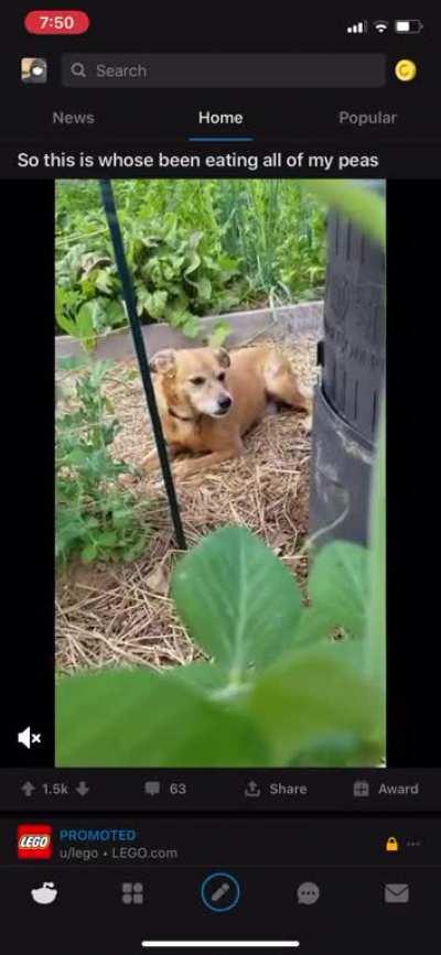 No words for that dog