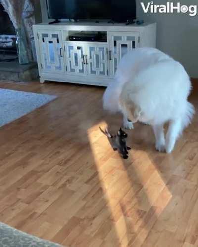 The great Pyrenees is the final boss fight