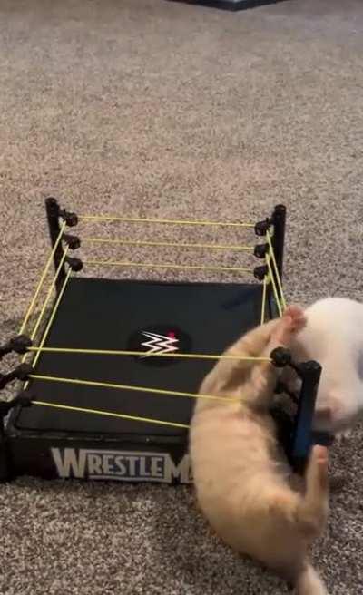 I put a wrestling ring on the floor to see what my kittens would do here are the results enjoy!