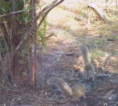 Wild animals freak out at mirror