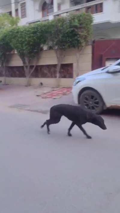 Ben 10 mexicano <];{