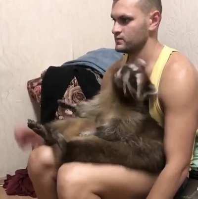 Крошка енот