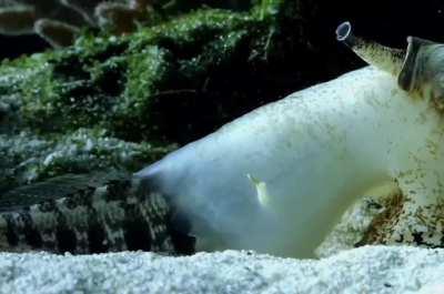 Thanks, I hate cone snail feeding