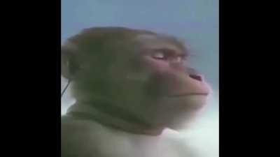 Monkey listening to Brazilian music 🐒🇧🇷