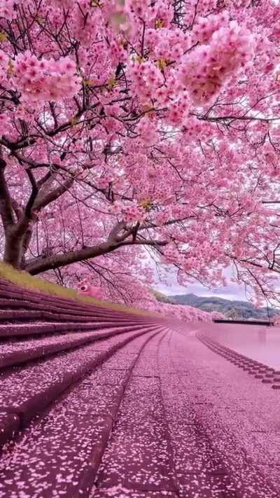 cherry blossom garden