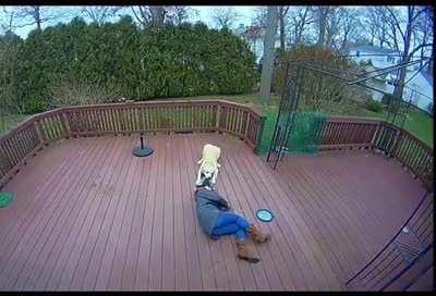 The chances of your Golden retriever killing you are low but never 0