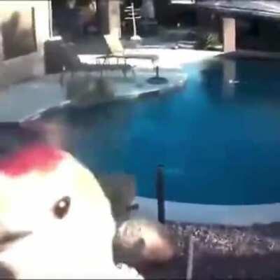 I am now a mod. The pigeon mod. Hear my message.