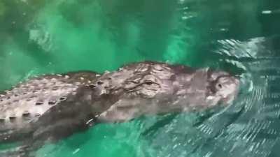 🔥 Alligator seen (up close) from paddleboard