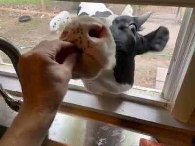 Jenna coming up to the window for a snack