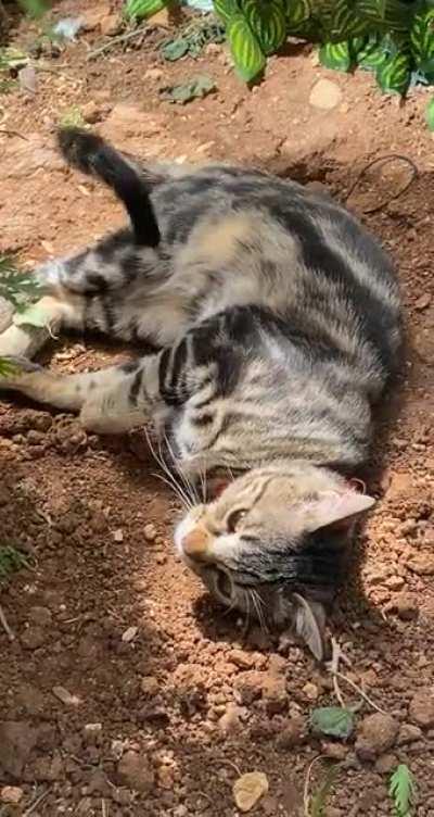 Why does my cat start rolling on the dirt whenever he goes outside?