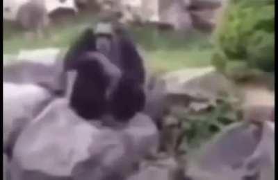 Monkey salutes hitler 😳