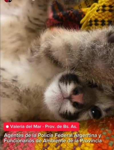 Rescataron a una pumita de tres meses que era retenida como mascota gracias a que los poseedores viralizaron un vídeo