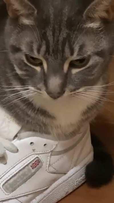 Let me introduce you to my shoe cat, Noki