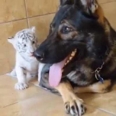 Try to sneak up on a german shepard