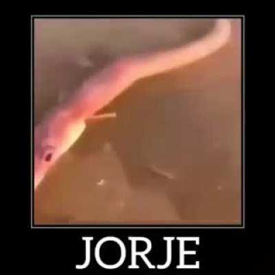 JORJE