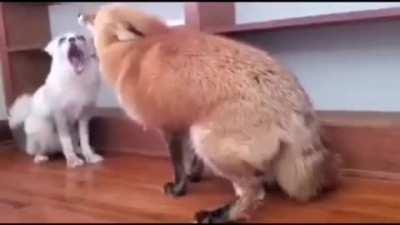 What Does The Fox Say?