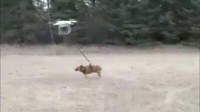 bobi se fue al cielo