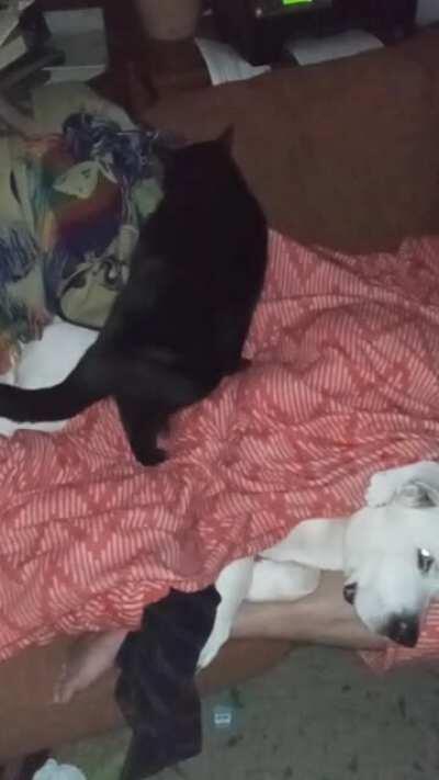 Footlong Frank giving his best friend Domo a back rub before bed.