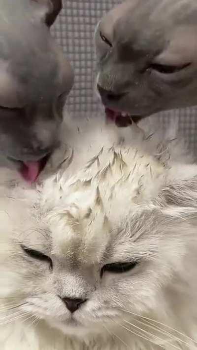 We got you, hairy boy.