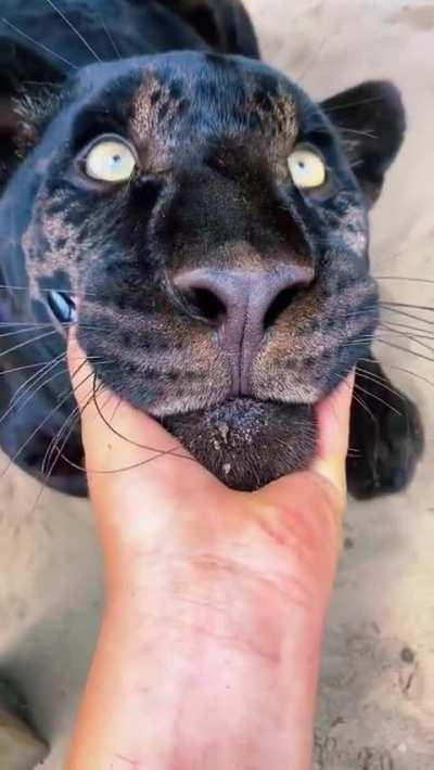 Big Kitty Scritches!