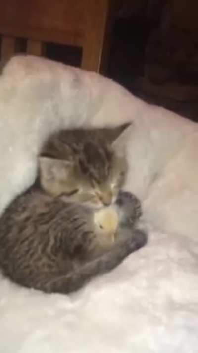 Kitten taking care of this chicken