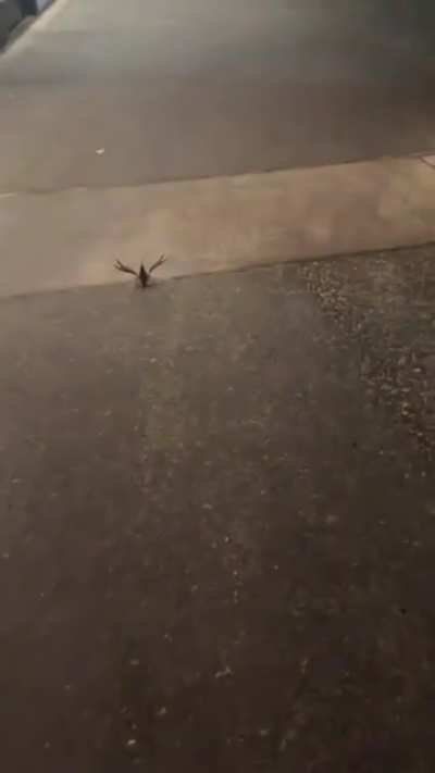 wunk : the world shall know pain