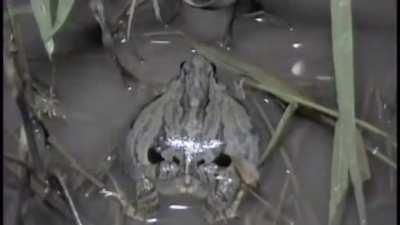 I found a video of some amazing frog sounds