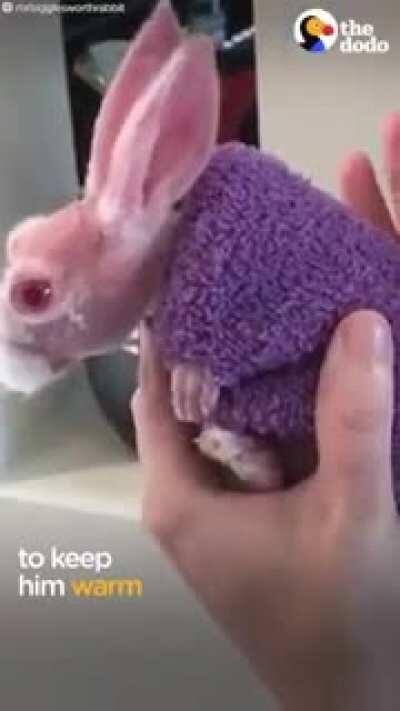 Mr Bigglesworth! So unique and beautiful!