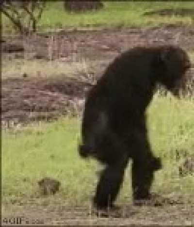 When you finally get a message saying your approved to use r/superstonk! Thank you Satori. I hope this dancing ape works because this is the very first time I have tried to do this.