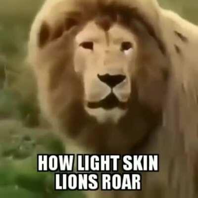 drizzy lion??😂🤯