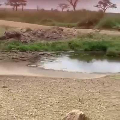 Gazelle Jukes Lion Into Another Dimension