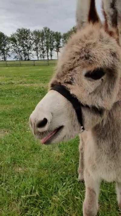 Baby donkeys first IAH 🐴