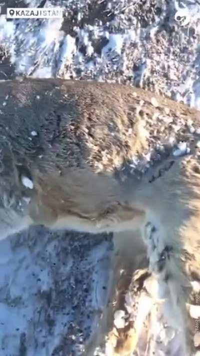 Man saves frozen wildlife from dieing