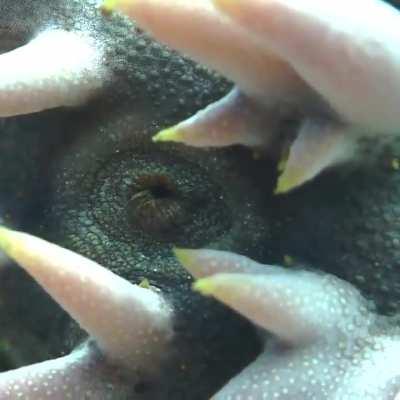 pineapple sea cucumber