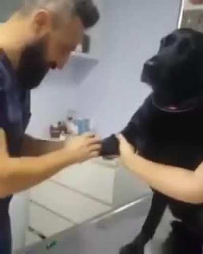 Dog vs Human