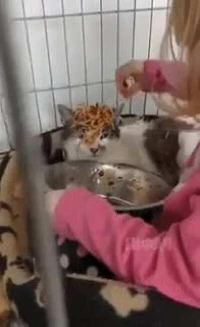 Spaghetti meow~