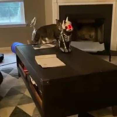 Not today, Halloween cat