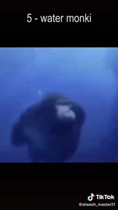 Ooo aaa 🦍🦍🦍