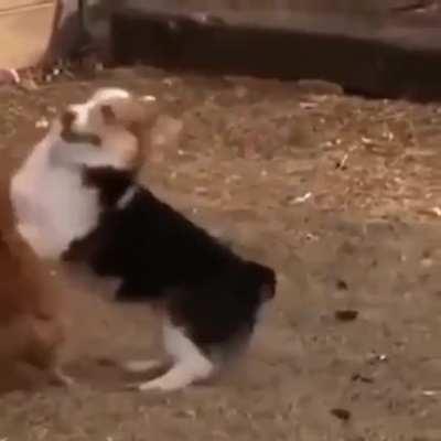 eViL fuckER CoMbINeS DoGFIghTing ANd CoCKFIgHTing To CrEaTe woRlD'S CROolesT spOrT