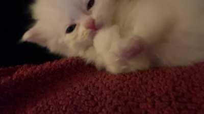 Kitty asmr?? Apprehend this criminal at once! Send backup asap before i sleep