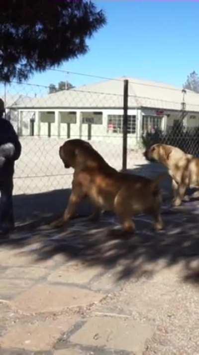 South African boerboels reacting to a stranger