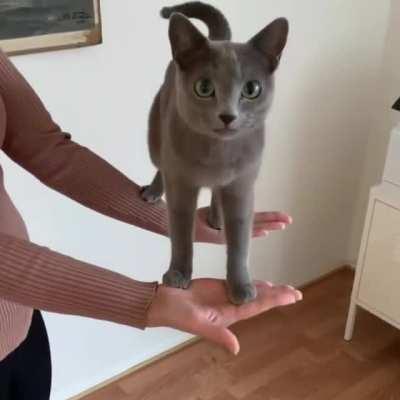 Ok human, I trust you