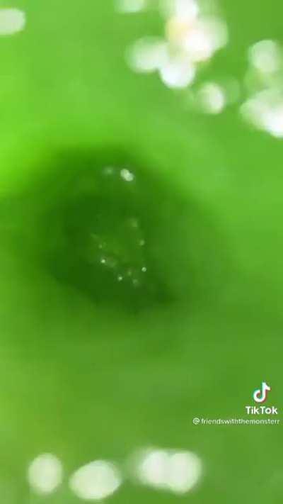 One of the hashtags on this was #yodabussy, end my suffering